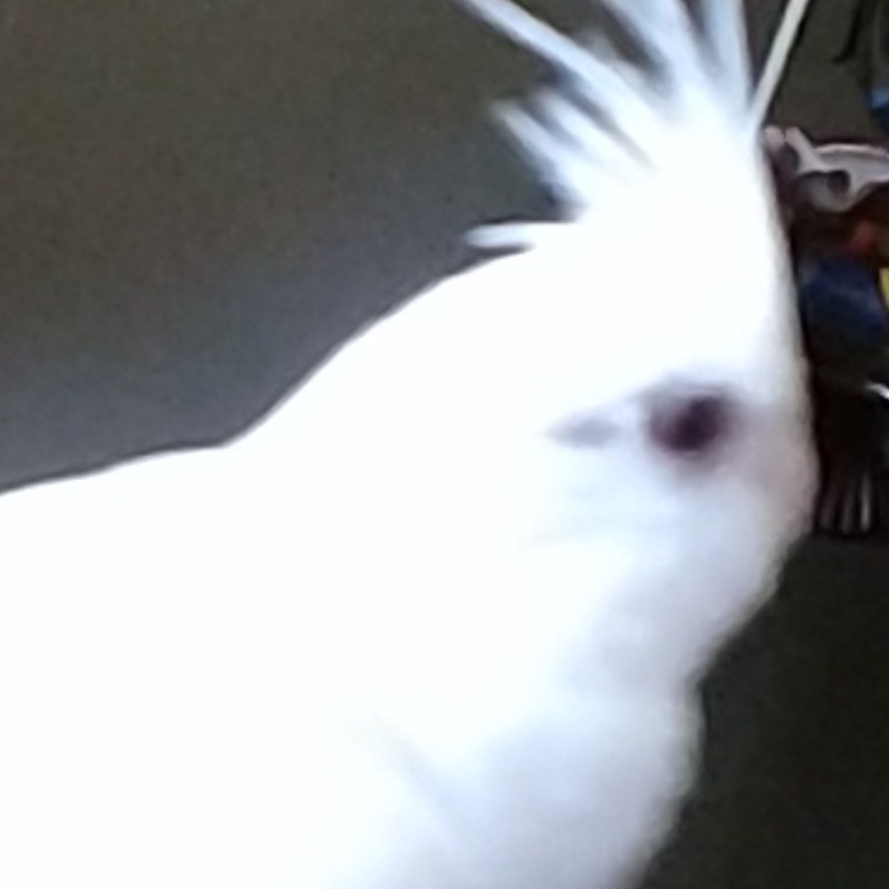 Meet your Posher, Jenjen